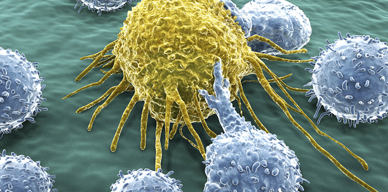 Can Cancer-Hunting Stem Cells Find and Kill Cancer?